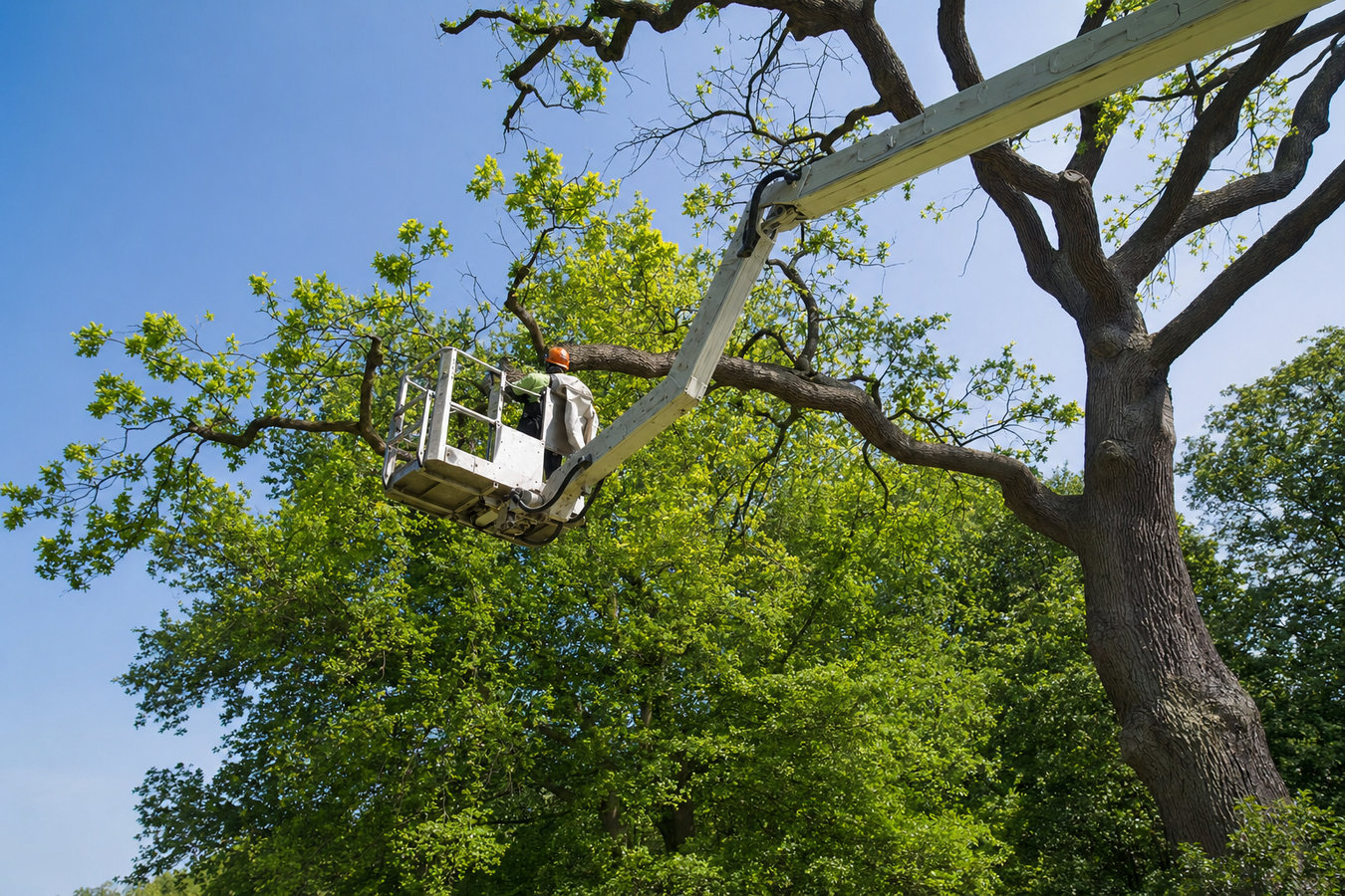 Wildomar Tree Service - professional tree service in Wildomar, CA