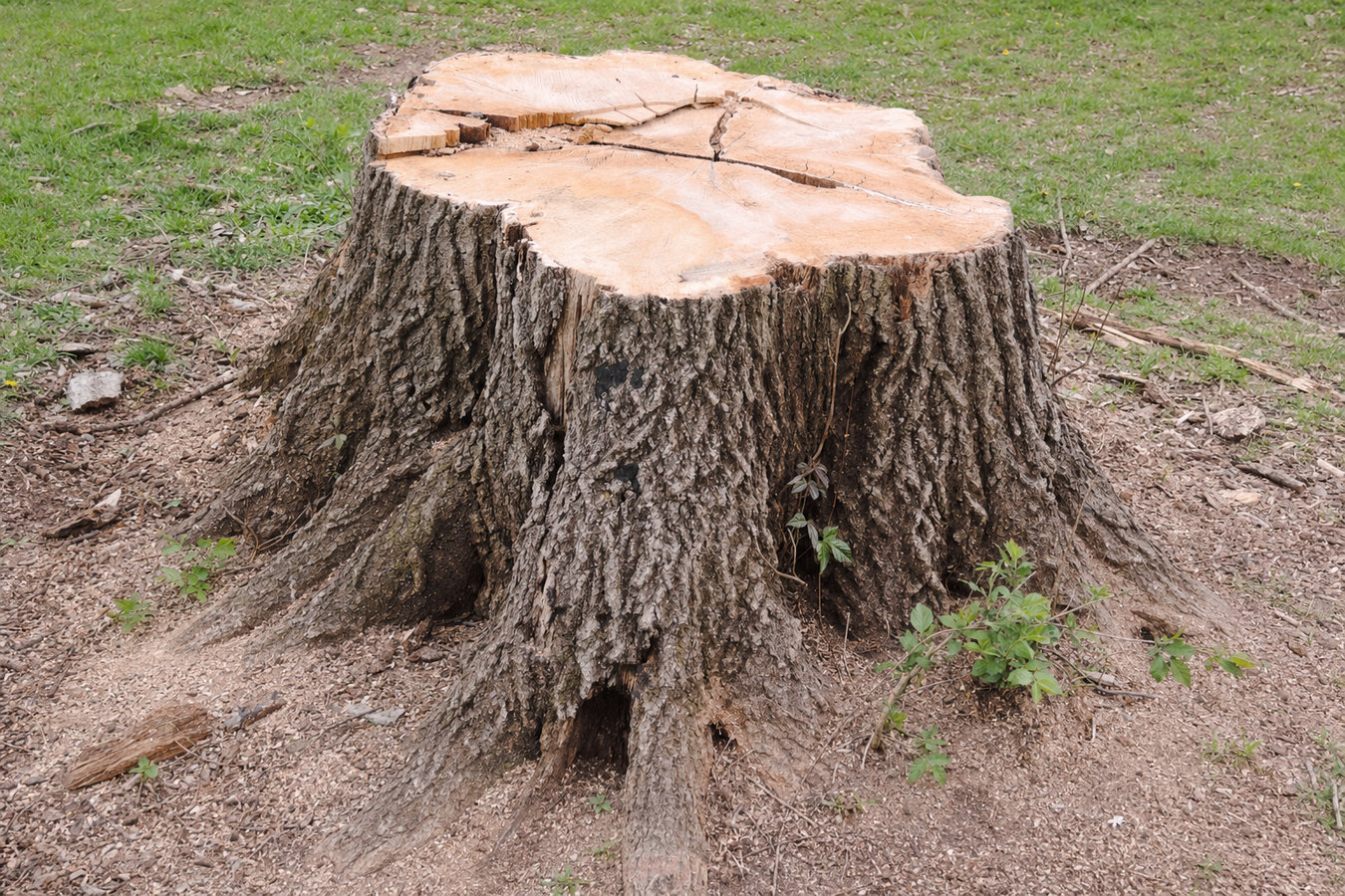 Stump removal in Wildomar, CA