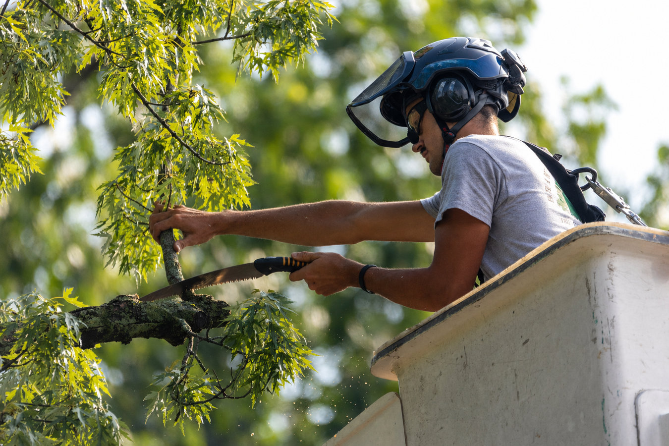 Tree pruning in Wildomar, CA